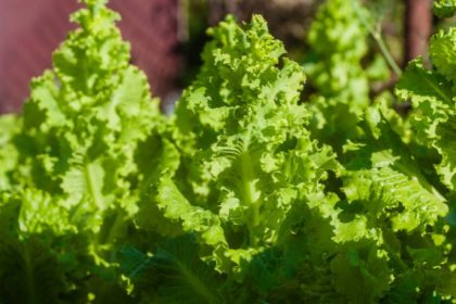 São Paulo e o Crescimento da Produção de Alface com Tecnologia Hidropônica