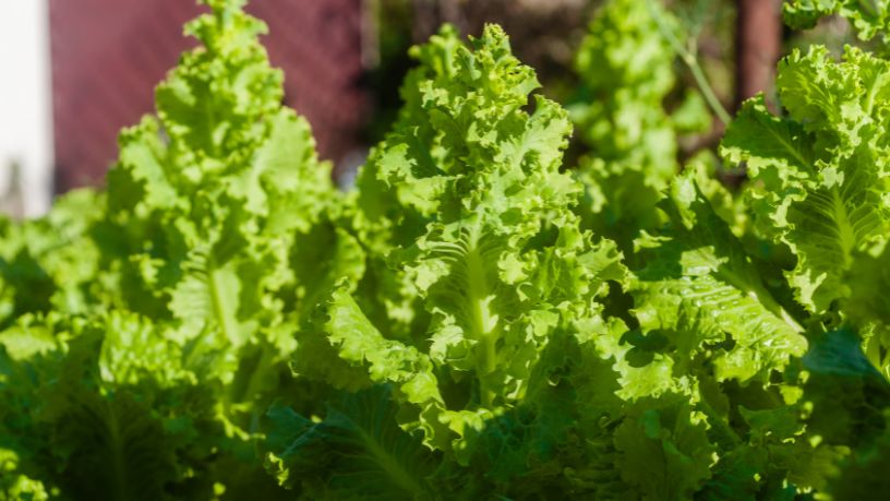 São Paulo e o Crescimento da Produção de Alface com Tecnologia Hidropônica