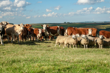 A expansão agropecuária ganha consistência quando João Eustáquio De Almeida Junior aplica uma leitura estratégica do território às decisões de crescimento.