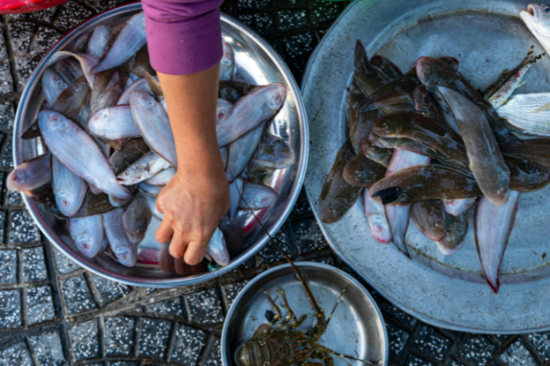 Produção de Tilápia no Interior de São Paulo se Expande com Tecnologia e Inovação