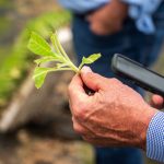 Produtor rural usa um celular para examinar o crescimento de uma planta em uma lavoura.