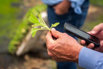Produtor rural usa um celular para examinar o crescimento de uma planta em uma lavoura.