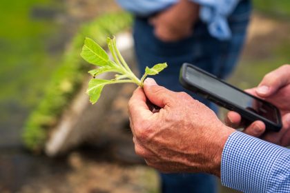 Produtor rural usa um celular para examinar o crescimento de uma planta em uma lavoura.