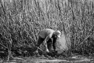 Agricultor colhe cana-de-açúcar manualmente em um campo rural de Baía Formosa, no Brasil.